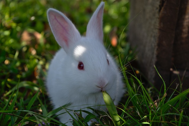 うさぎ　くしゃみ